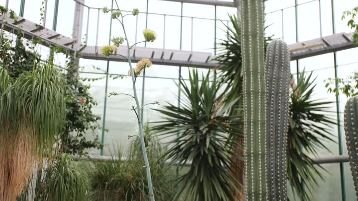 V botanické zahradě lákají na kaktusy i kvetoucí agáve