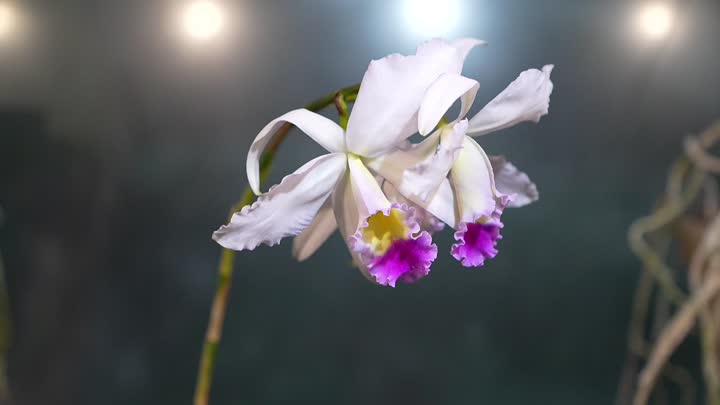 Botanická zahrada v Liberci láká na orchideje