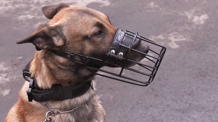 Městská policie Liberec má další dva psovody